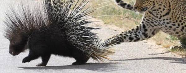 豪猪是几级保护动物?_养殖问答