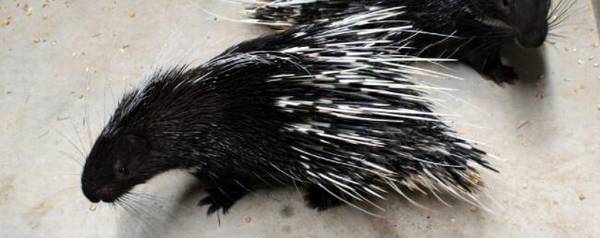 豪猪能长多大?_养殖问答