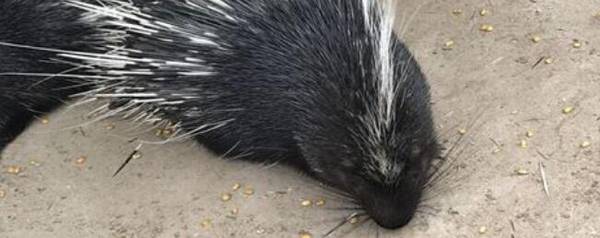 豪猪有没有天敌_养殖问答