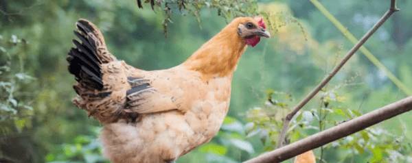 土鸡和柴鸡有什么区别_养殖问答