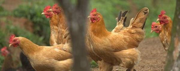 土鸡脖子肿什么原因?_养殖问答