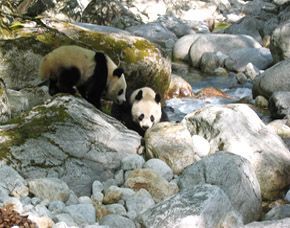 点击新窗口打开大图