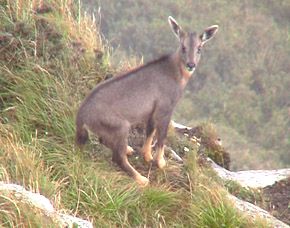 点击新窗口打开大图