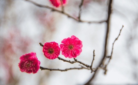 ȡ��Ů��  ����ʫ����Ψ����Ů������ ֵ���ղ�