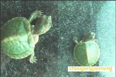 �μ��ڹ����