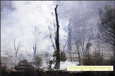 梦见烧焦的树木