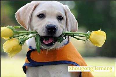 梦见被狗咬 梦见被狗咬