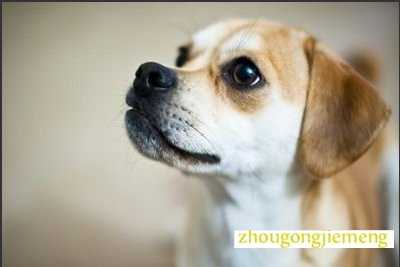 梦见猎犬 猎狗 梦见猎犬 猎狗