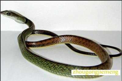 梦见蛇咬人 梦见蛇咬人