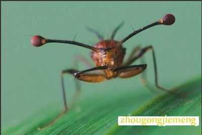 梦见头长角 梦见头长角