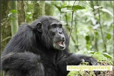 梦见猩猩