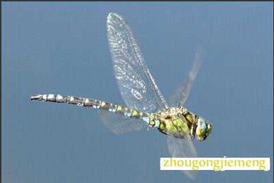 梦见蜻蜓
