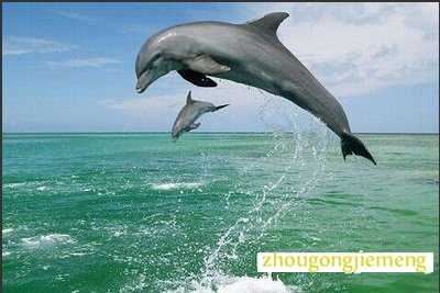 梦见海豚