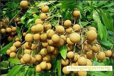 梦见桂圆 龙眼