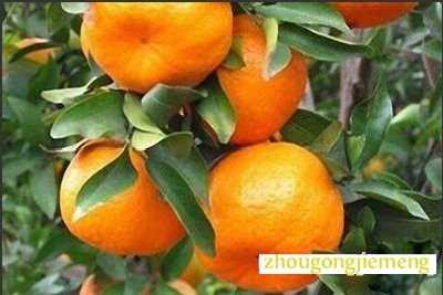 梦见橘子
