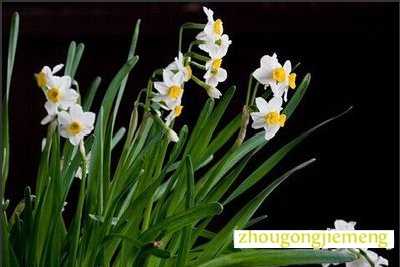 梦见水仙花
