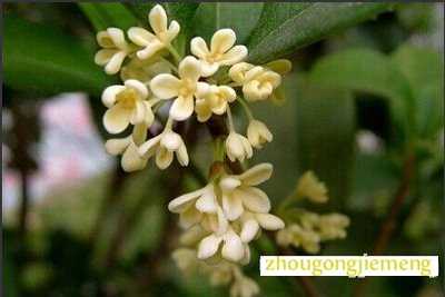 梦见桂花 月桂花