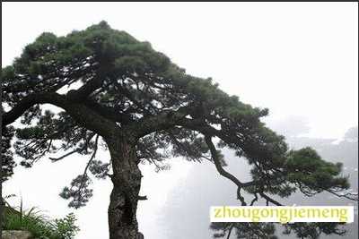 梦见松树 松树丛