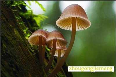 梦见蘑菇