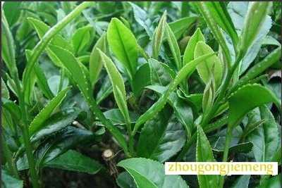 梦见茶叶