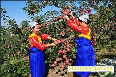 梦见摘苹果