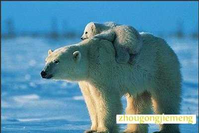梦见北极熊