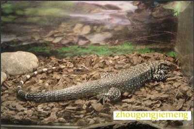 梦见晰蜴在爬行