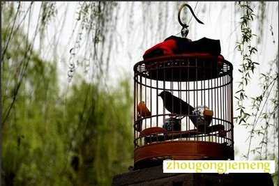 梦见笼中之鸟