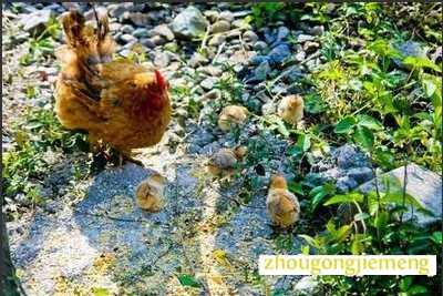 梦见雏鸡