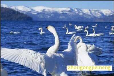 梦见天鹅在蔚蓝的湖面上游荡