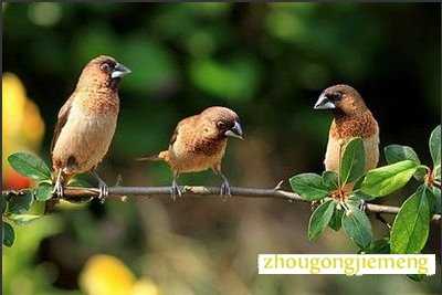 �μ�����