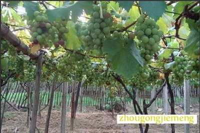 梦见葡萄园