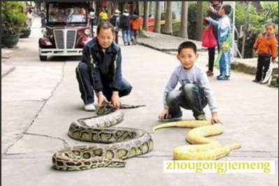 梦见一对蛇 两条蛇