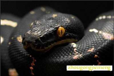 梦见黑色大蟒蛇