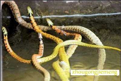 梦见各种颜色的蛇