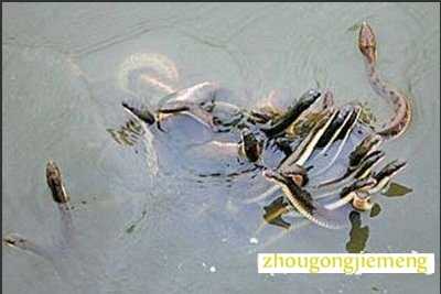梦见蛇在水里游