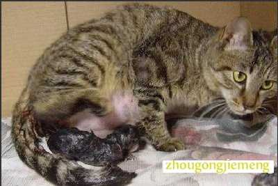 梦见猫生小猫