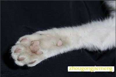 梦见动物的爪子