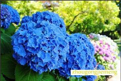 梦见绣球花