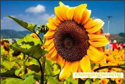 梦见向日葵花开