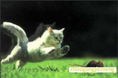 梦见猫捉老鼠