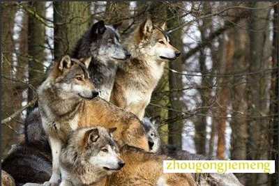 梦见狼群