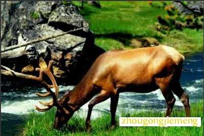 梦见雄鹿