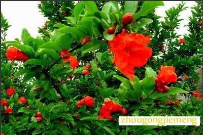 梦见石榴树开花