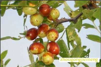 梦见枣树 种枣树