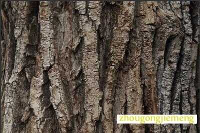 梦见树皮