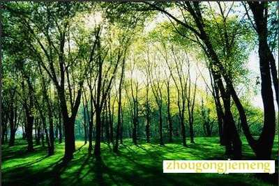 梦见树林