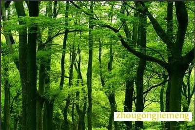 梦见树木茂盛
