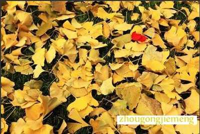 梦见银杏树叶散落满地