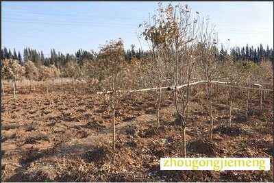 梦见枯萎的树苗